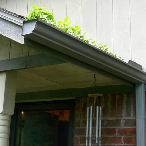 Gouttière obstruée où poussent des plantes
