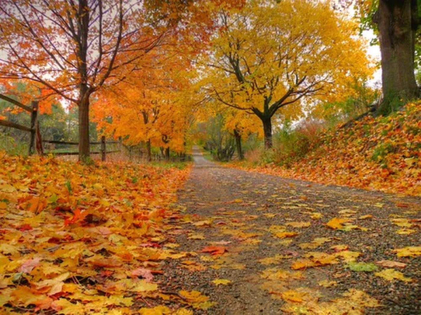 Gravel road covered in golden autumn leaves