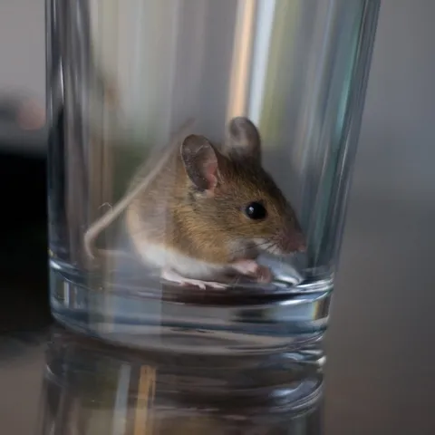Souris attrapée dans un verre